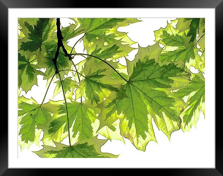  Striking bright green leaves Framed Mounted Print by Sue Bottomley