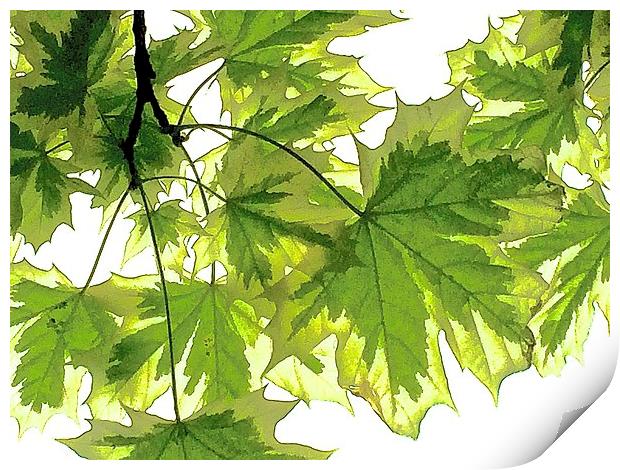  Striking bright green leaves Print by Sue Bottomley