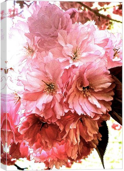  Cherry tree blossom Canvas Print by Sue Bottomley