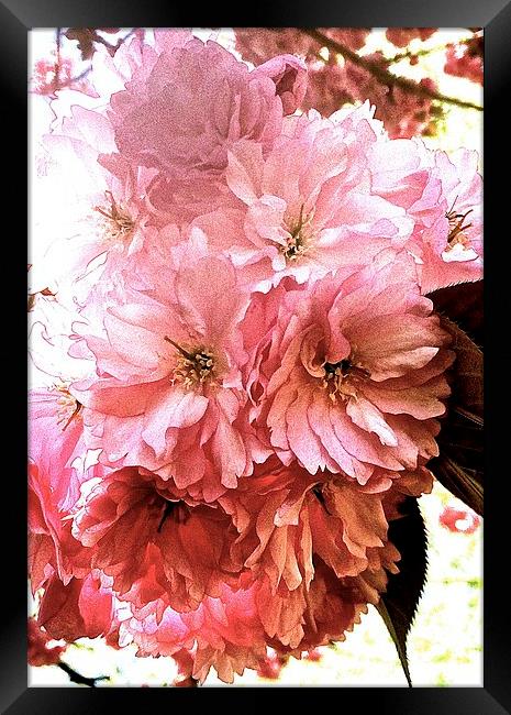  Cherry tree blossom Framed Print by Sue Bottomley