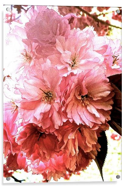  Cherry tree blossom Acrylic by Sue Bottomley