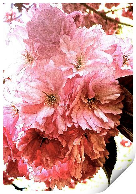  Cherry tree blossom Print by Sue Bottomley
