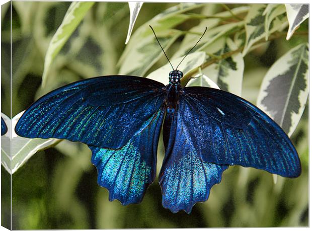 BLUE MORPHO BUTTERFLY (Peruvian Species) Canvas Print by Ray Bacon LRPS CPAGB