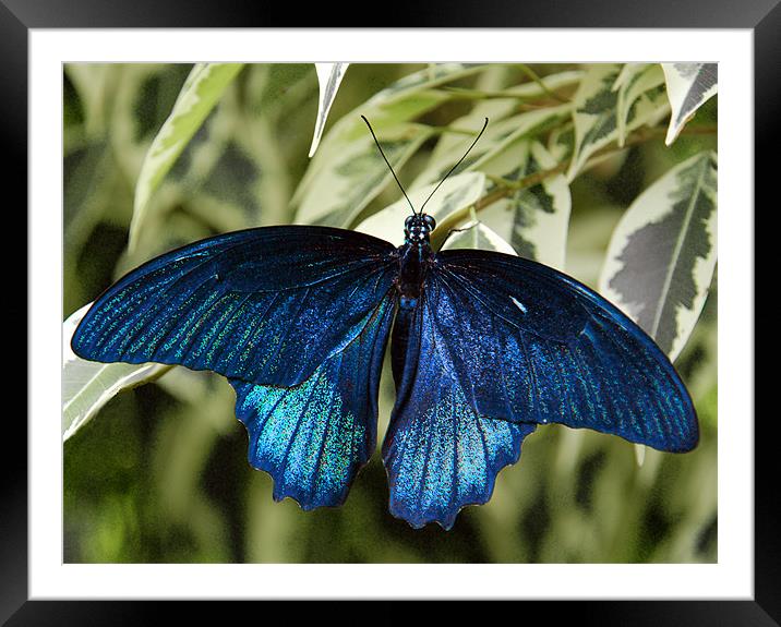 BLUE MORPHO BUTTERFLY (Peruvian Species) Framed Mounted Print by Ray Bacon LRPS CPAGB