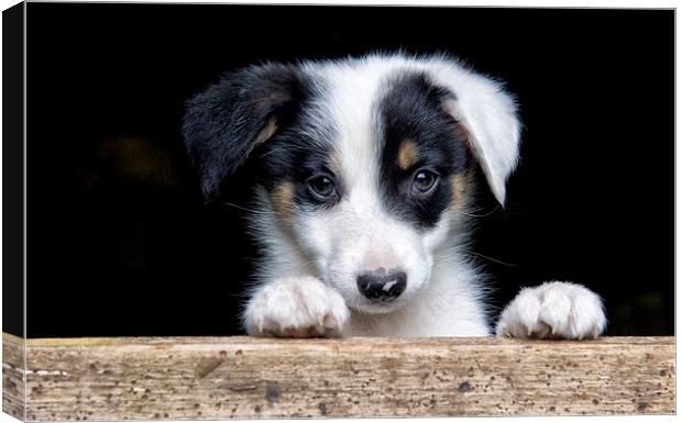 Sheep dog puppy Canvas Print by Rory Trappe