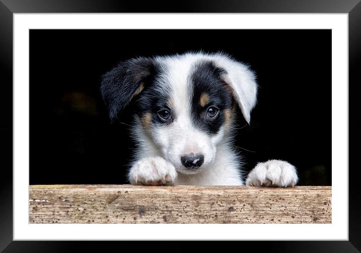Sheep dog puppy Framed Mounted Print by Rory Trappe