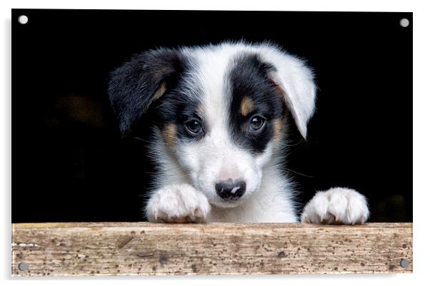 Sheep dog puppy Acrylic by Rory Trappe