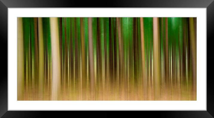  Abstract Forest Framed Mounted Print by Svetlana Sewell