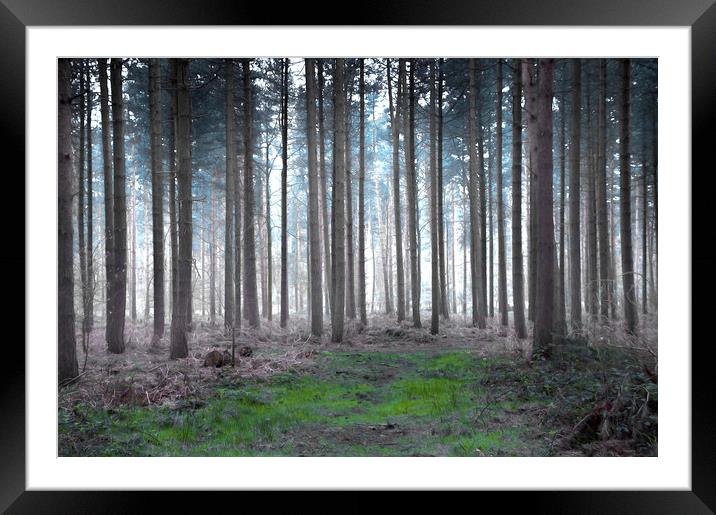  Woods Framed Mounted Print by Svetlana Sewell