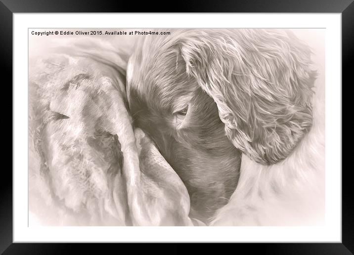 Sleepy Pup Framed Mounted Print by Eddie Oliver