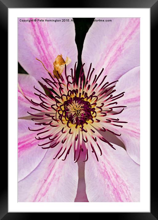  Clematis Framed Mounted Print by Pete Hemington