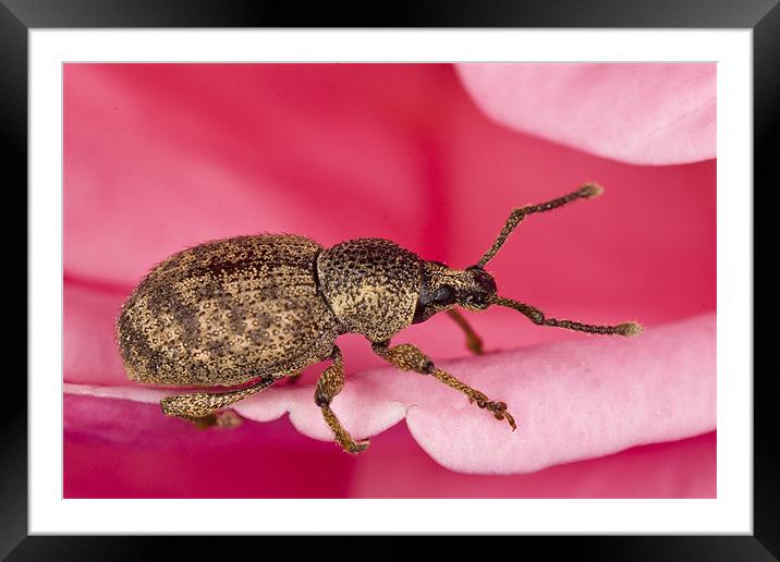 Pinky-beetle Framed Mounted Print by Gabor Pozsgai