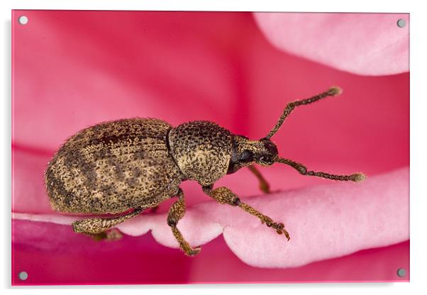 Pinky-beetle Acrylic by Gabor Pozsgai