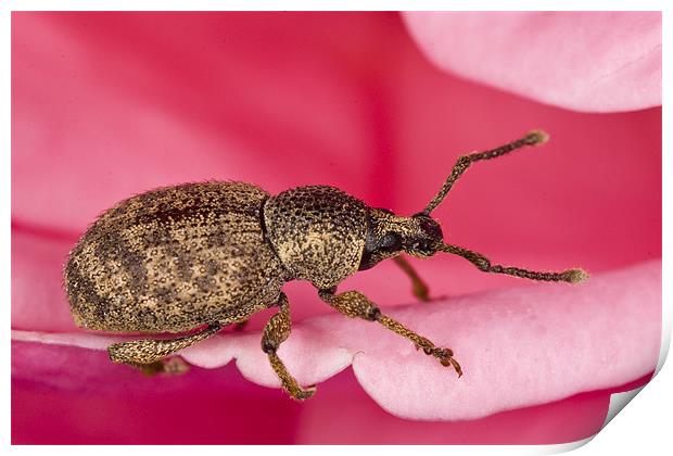 Pinky-beetle Print by Gabor Pozsgai