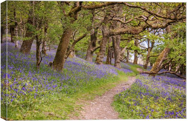  Land of the Bluebells Canvas Print by Becky Dix