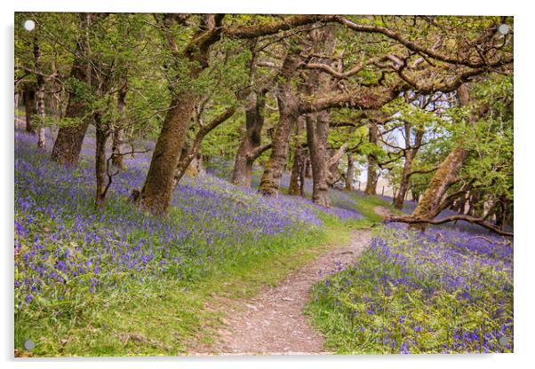 Land of the Bluebells Acrylic by Becky Dix