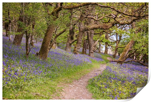  Land of the Bluebells Print by Becky Dix