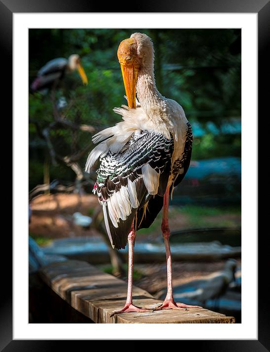 Big Bird Framed Mounted Print by Hassan Najmy