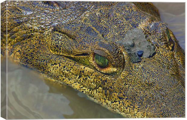 Crocodile. Palo Verde National Park, Guanacaste, C Canvas Print by Eyal Nahmias
