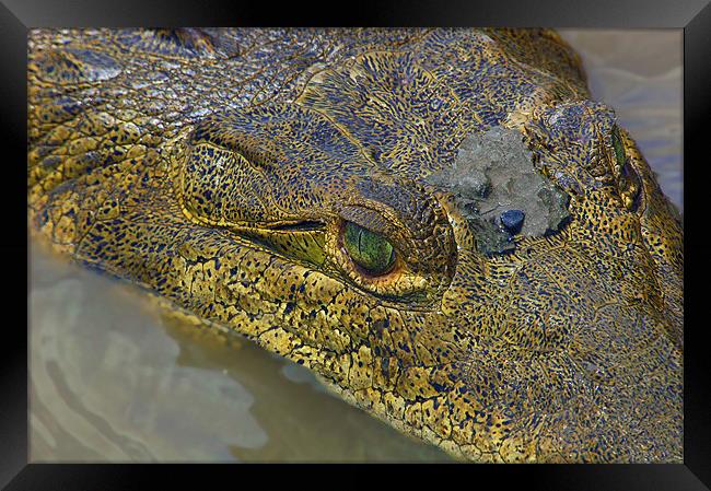 Crocodile. Palo Verde National Park, Guanacaste, C Framed Print by Eyal Nahmias