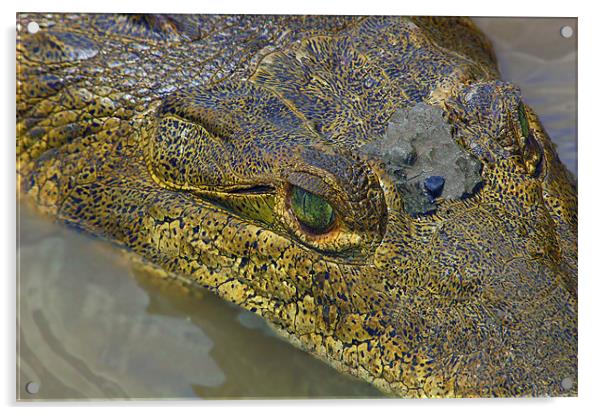 Crocodile. Palo Verde National Park, Guanacaste, C Acrylic by Eyal Nahmias