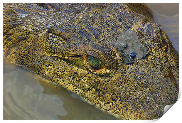 Crocodile. Palo Verde National Park, Guanacaste, C Print by Eyal Nahmias