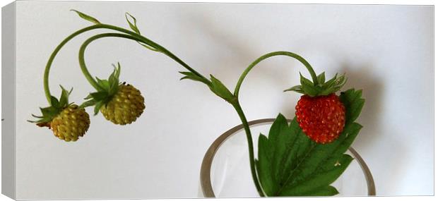  branch of strawberries  Canvas Print by Marinela Feier