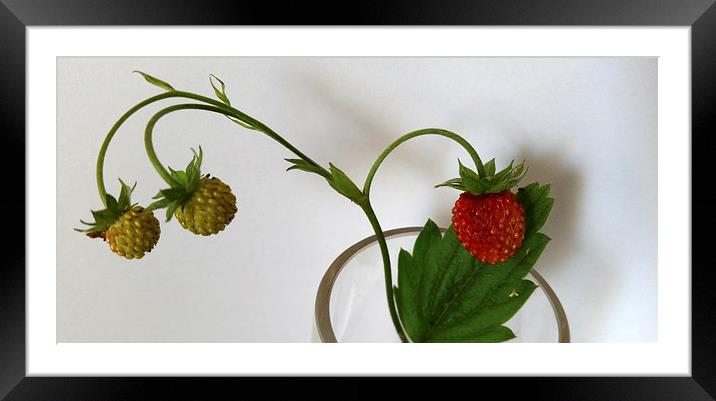  branch of strawberries  Framed Mounted Print by Marinela Feier