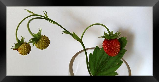  branch of strawberries  Framed Print by Marinela Feier
