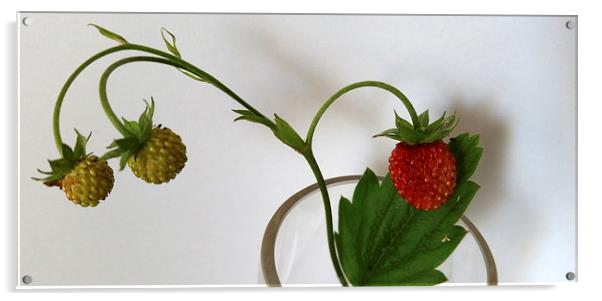  branch of strawberries  Acrylic by Marinela Feier