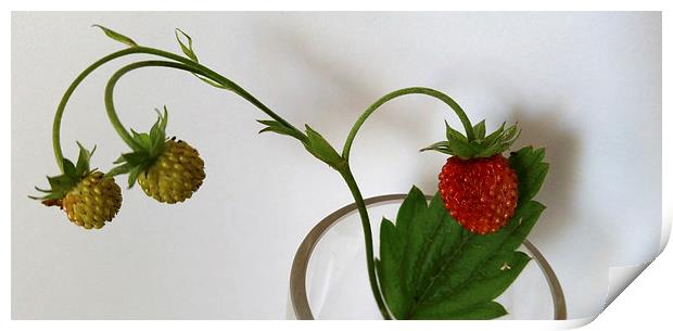  branch of strawberries  Print by Marinela Feier