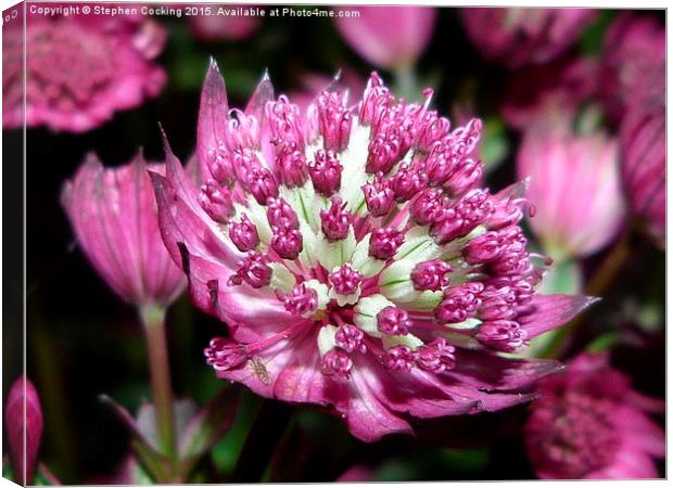  Star of Beauty - Astrantia major Canvas Print by Stephen Cocking
