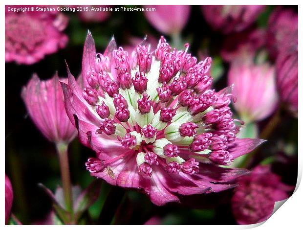  Star of Beauty - Astrantia major Print by Stephen Cocking