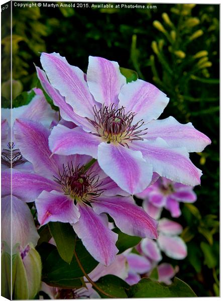  Clematis Flower Canvas Print by Martyn Arnold