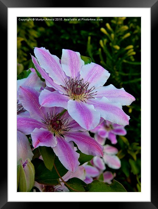  Clematis Flower Framed Mounted Print by Martyn Arnold