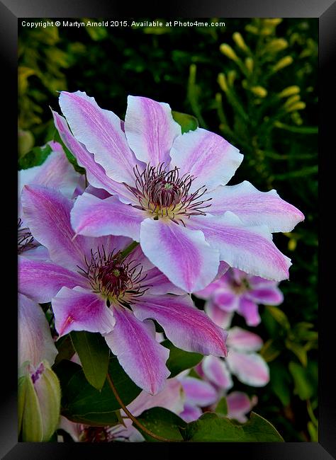 Clematis Flower Framed Print by Martyn Arnold