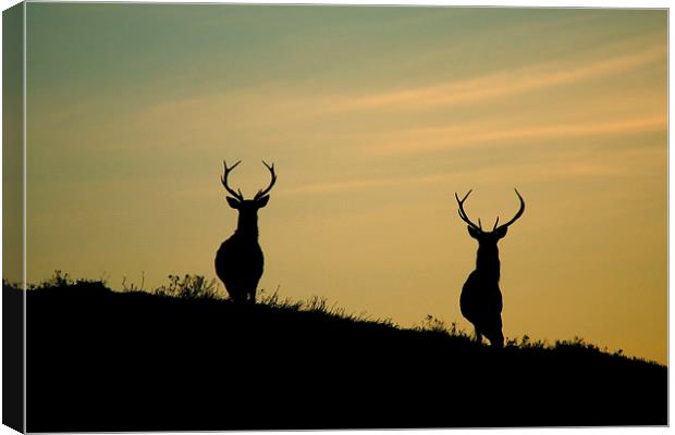 Red Deer Stags  Canvas Print by Macrae Images