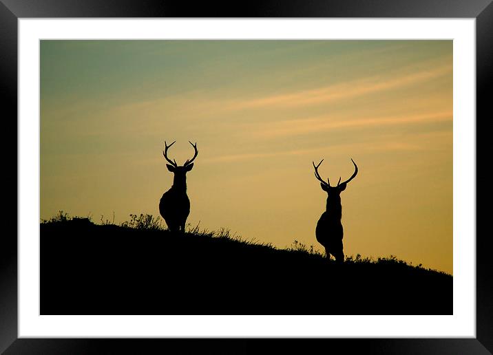 Red Deer Stags  Framed Mounted Print by Macrae Images