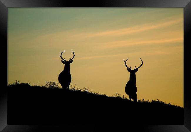 Red Deer Stags  Framed Print by Macrae Images