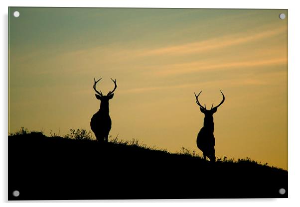 Red Deer Stags  Acrylic by Macrae Images