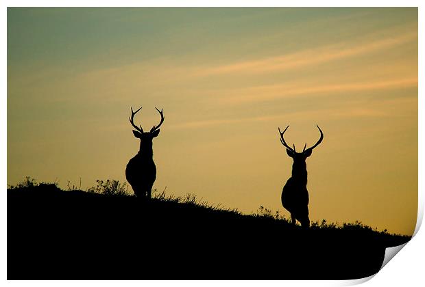 Red Deer Stags  Print by Macrae Images