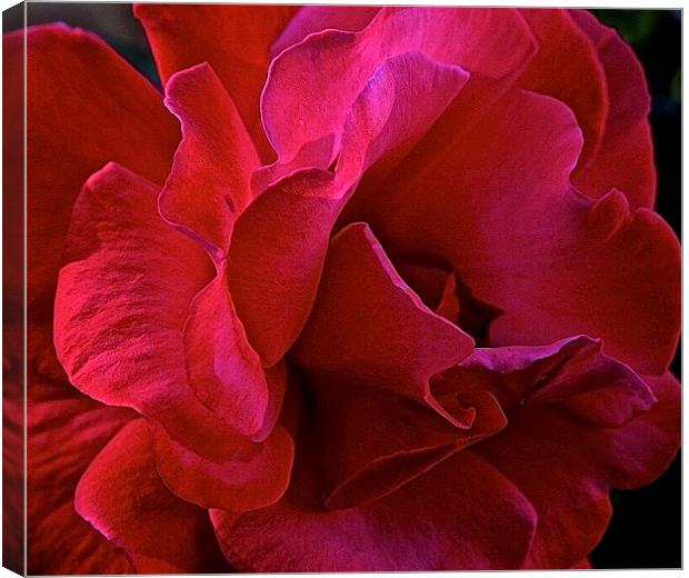  Rose close up Canvas Print by Sue Bottomley