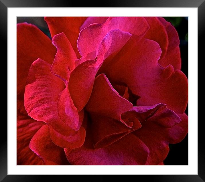  Rose close up Framed Mounted Print by Sue Bottomley