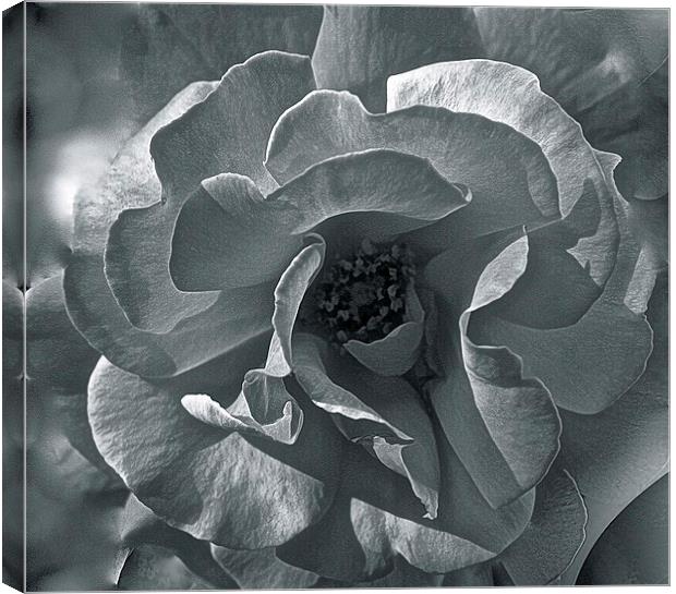  Rose Close up in Black and White Canvas Print by Sue Bottomley