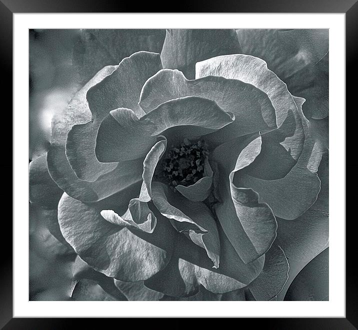  Rose Close up in Black and White Framed Mounted Print by Sue Bottomley