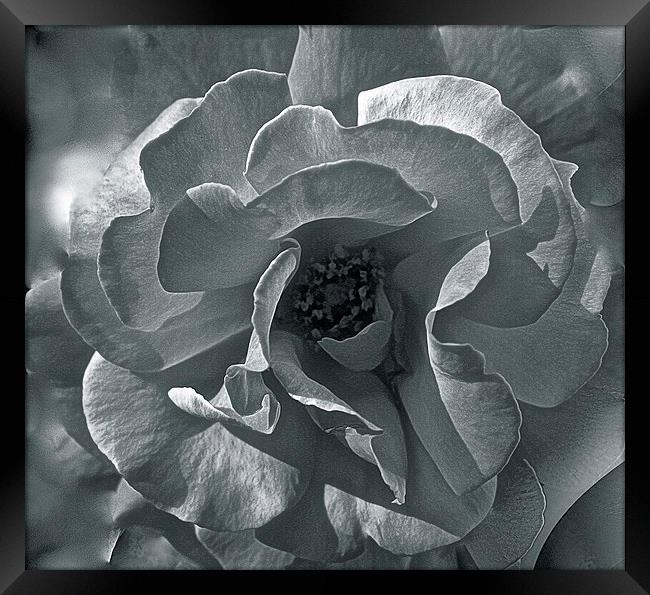  Rose Close up in Black and White Framed Print by Sue Bottomley