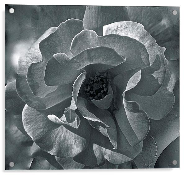  Rose Close up in Black and White Acrylic by Sue Bottomley