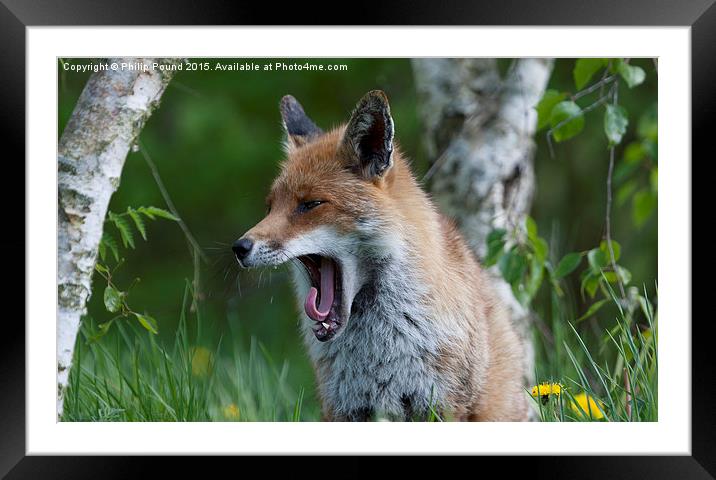  Fox Yawning Framed Mounted Print by Philip Pound