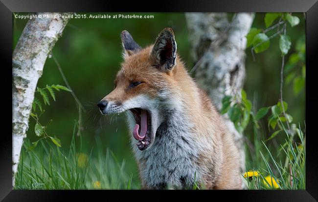 Fox Yawning Framed Print by Philip Pound