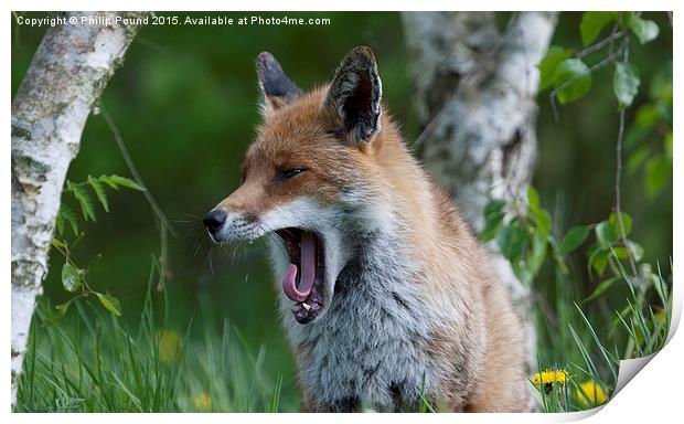  Fox Yawning Print by Philip Pound